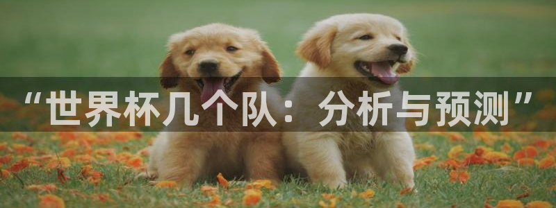 世界杯预选赛2026：“世界杯几个队：分析与预测”